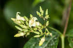 Climbing dogbane